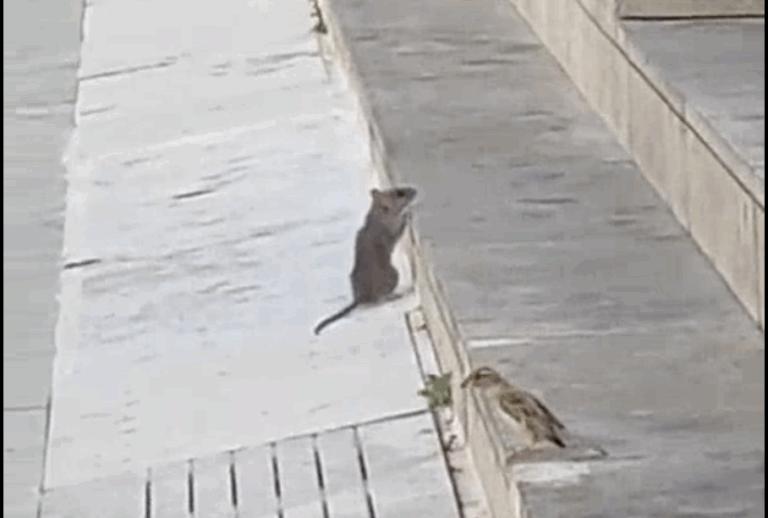 El Ayuntamiento de Mojácar fulmina un roedor en la Plaza Nueva: “Fue controlado instantáneamente” (VIDEO)