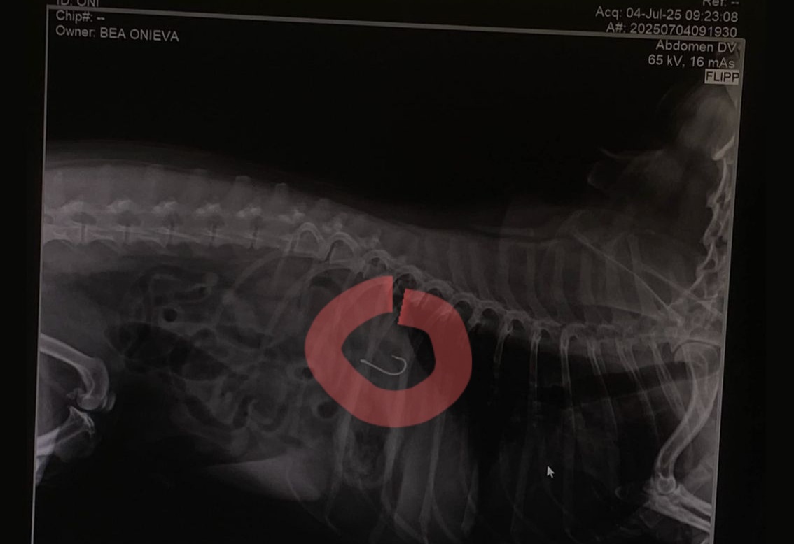 Un anzuelo en el estómago de un perro mueve al PSOE de Mojácar a insistir en que se prohíba pescar en la playa canina