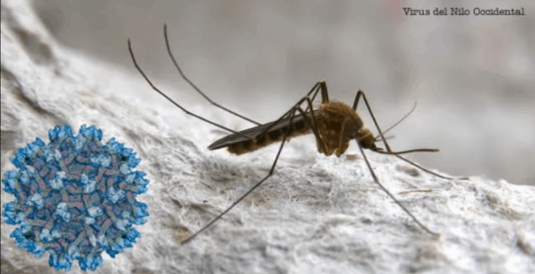 Salud declara alerta en Zurgena por presencia del virus del Nilo en mosquitos