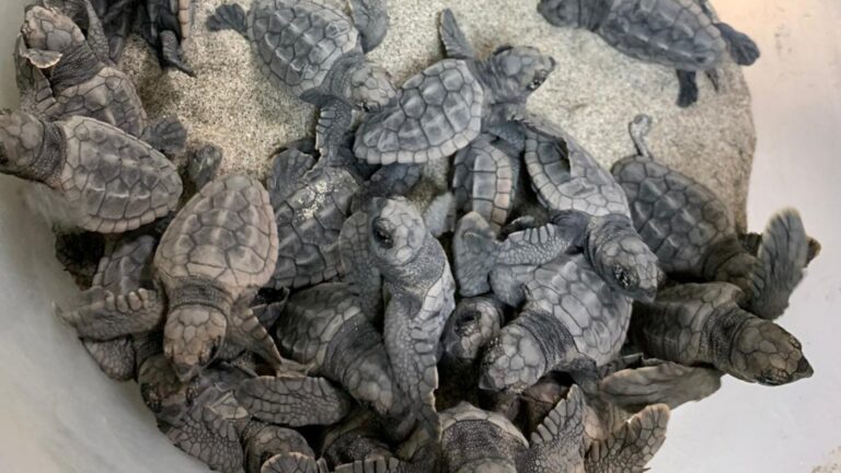 Nacen 51 tortugas boba: 37 en el nido de Mojácar y 13 en las incubadoras de Tabernas