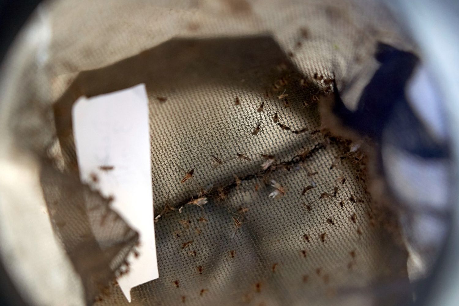 Mojácar, Pulpí y Zurgena detectan presencia del virus del Nilo Occidental en mosquitos