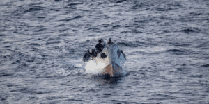 Otra patera desembarca en Cala Cristal con al menos 10 inmigrantes argelinos