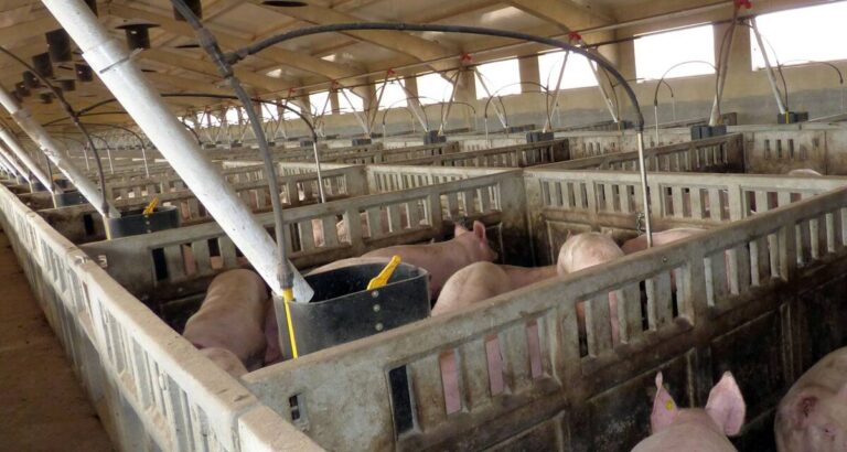 La Junta avala una macrogranja porcina junto a una escuela en Huércal-Overa a pesar de una sentencia judicial previa