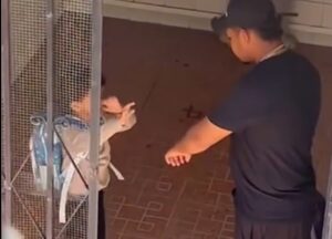 Video difundido en redes muestra a un adulto zarandeando al niño fallecido, días antes de su muerte