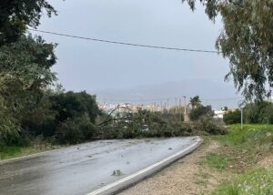Una rama de eucalipto caída corta la carretera entre Turre y Mojácar a causa de los fuertes vientos