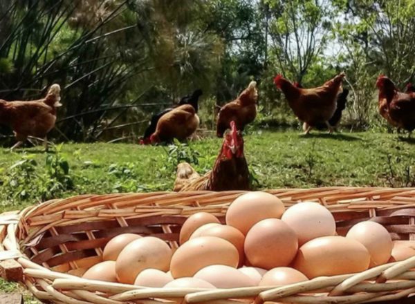 Seis huevos de gallinas felices no bastaron para que UCIN-Garrucha cumpliera el pacto de investidura