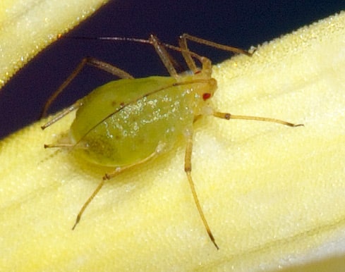 Los agricultores piden ayuda para combatir una plaga de pulgón que ya afecta a 2.000 Has en la comarca