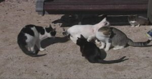 Mojácar firma un acuerdo con veterinarios para controlar las colonias de gatos y el censo de mascotas