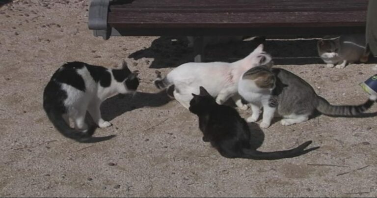 Mojácar firma un acuerdo con veterinarios para controlar las colonias de gatos y el censo de mascotas