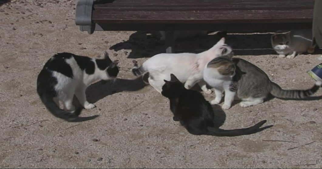 Mojácar firma un acuerdo con veterinarios para controlar las colonias de gatos y el censo de mascotas