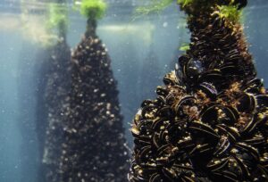 El mejillón cebra desaloja a los pescadores del pantano de Cuevas del Almanzora