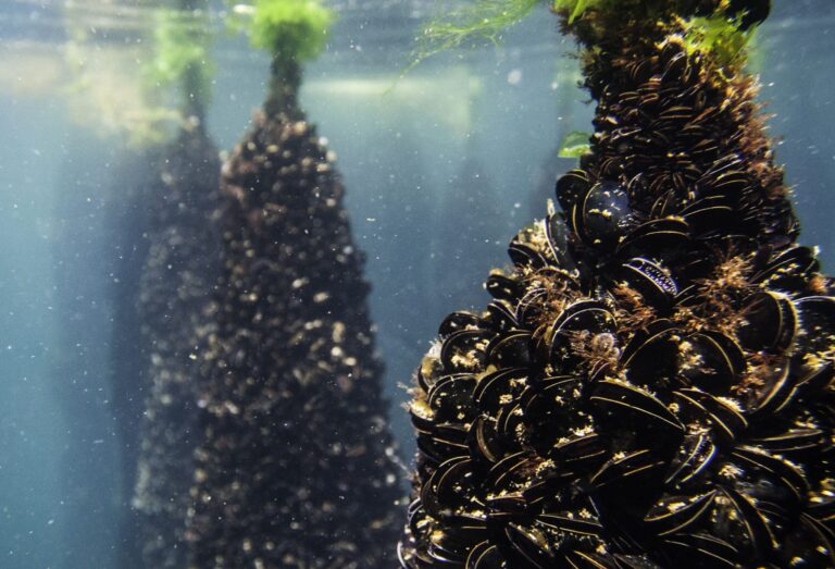 El mejillón cebra desaloja a los pescadores del pantano de Cuevas del Almanzora