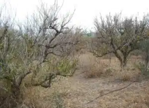 La Comunidad de Regantes de Jauro recurre el cierre cautelar de dos pozos “para evitar la quiebra y un daño de 10 millones” La Comunidad de Regantes de Jauro recurre el cierre cautelar de dos pozos “para evitar la quiebra y un daño de 10 millones”