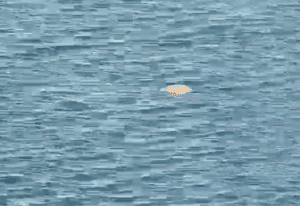 Aparece el cadáver de un hombre flotando junto al puerto de Garrucha Aparece el cadáver de un hombre flotando junto al puerto de Garrucha