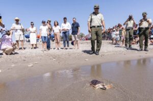 Mojácar: Las 27 tortugas bobas que sobrevivieron ven el mar un año después de nacer en un nido de 99 huevos Mojácar: Las 27 tortugas bobas que sobrevivieron ven el mar un año después de nacer en un nido de 99 huevos