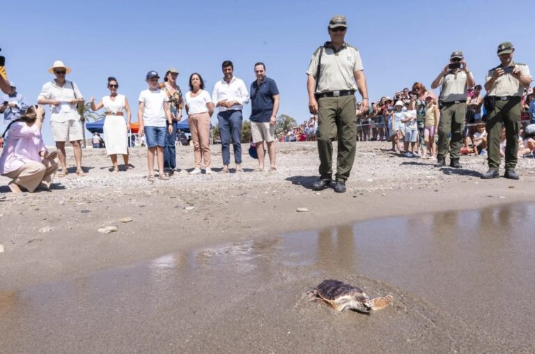Mojácar: Las 27 tortugas bobas que sobrevivieron ven el mar un año después de nacer en un nido de 99 huevos