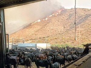 700 razones para no huir: lo que protegían los dos detenidos en el incendio de Los Gallardos 700 razones para no huir: lo que protegían los dos detenidos en el incendio de Los Gallardos