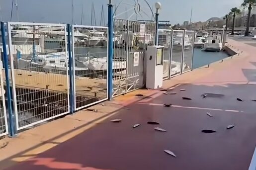 El misterio de los peces que saltan al asfalto en el puerto de Garrucha