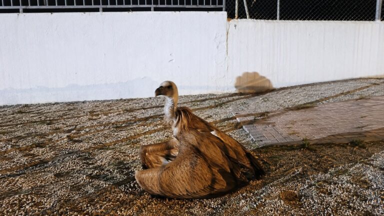 Rescatado en Garrucha un buitre leonado desorientado y con signos de debilidad