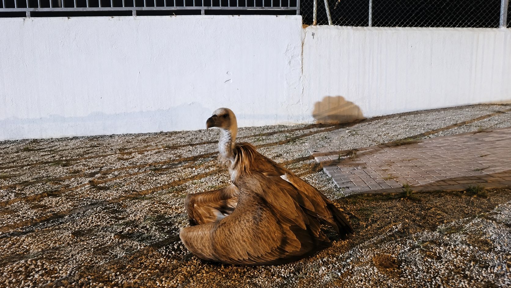 Rescatado en Garrucha un buitre leonado desorientado y con signos de debilidad